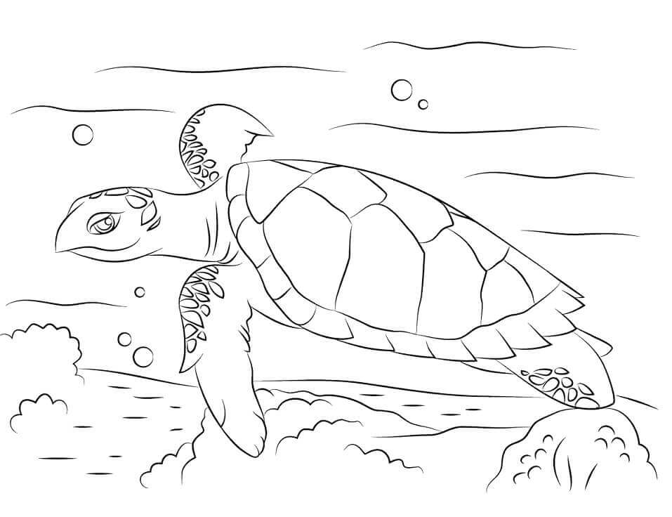 Dibujo de Linda Tortuga Carey para Colorear