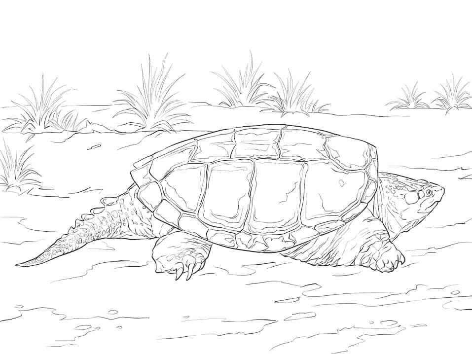 Dibujo de Tortuga Blanco y Negro para Colorear