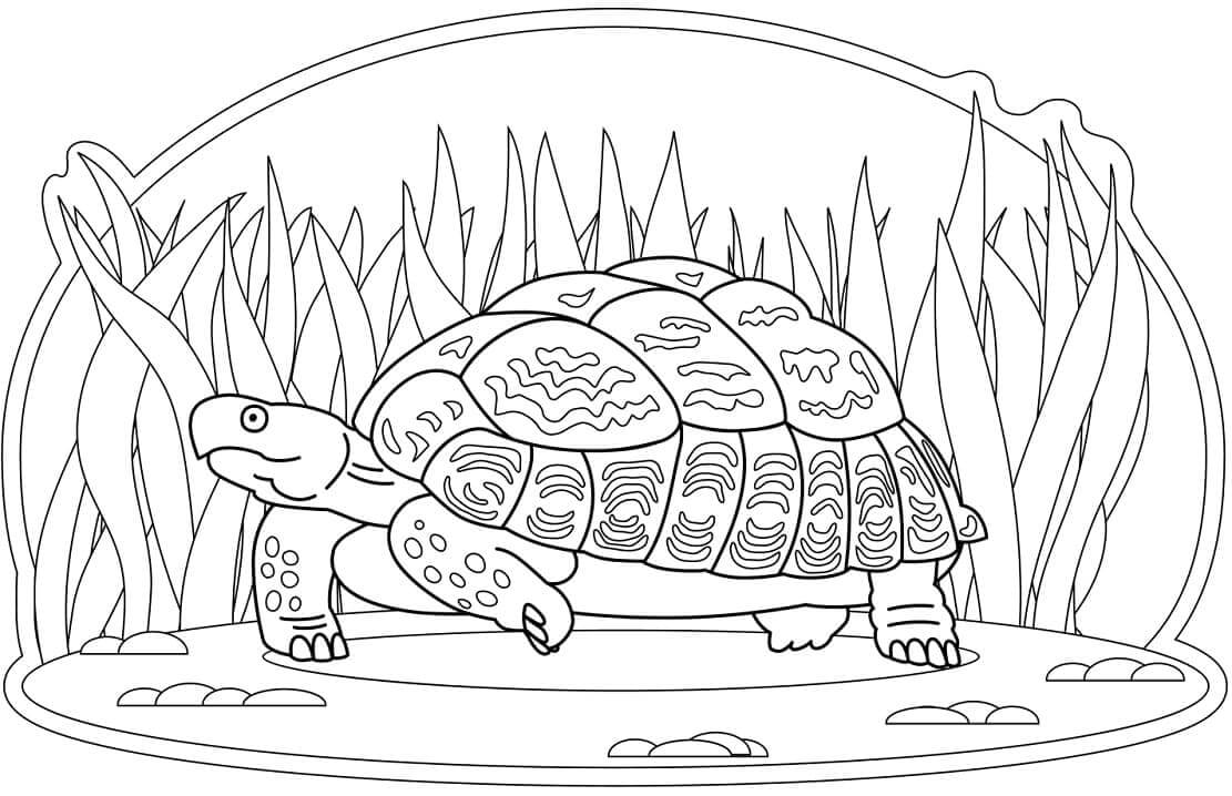 Dibujo de Tortuga Caminando para Colorear