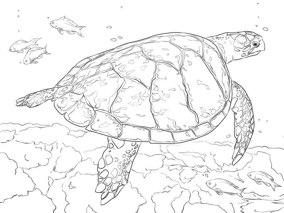 Dibujo de Tortuga Carey para Colorear