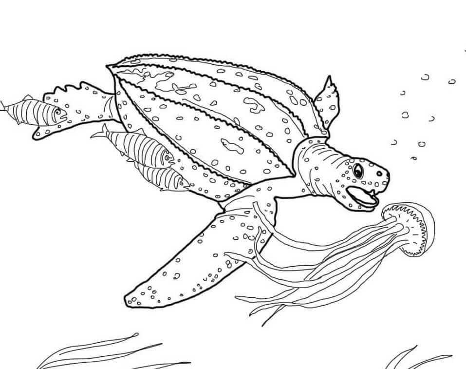 Dibujo de Tortuga Lad para Colorear