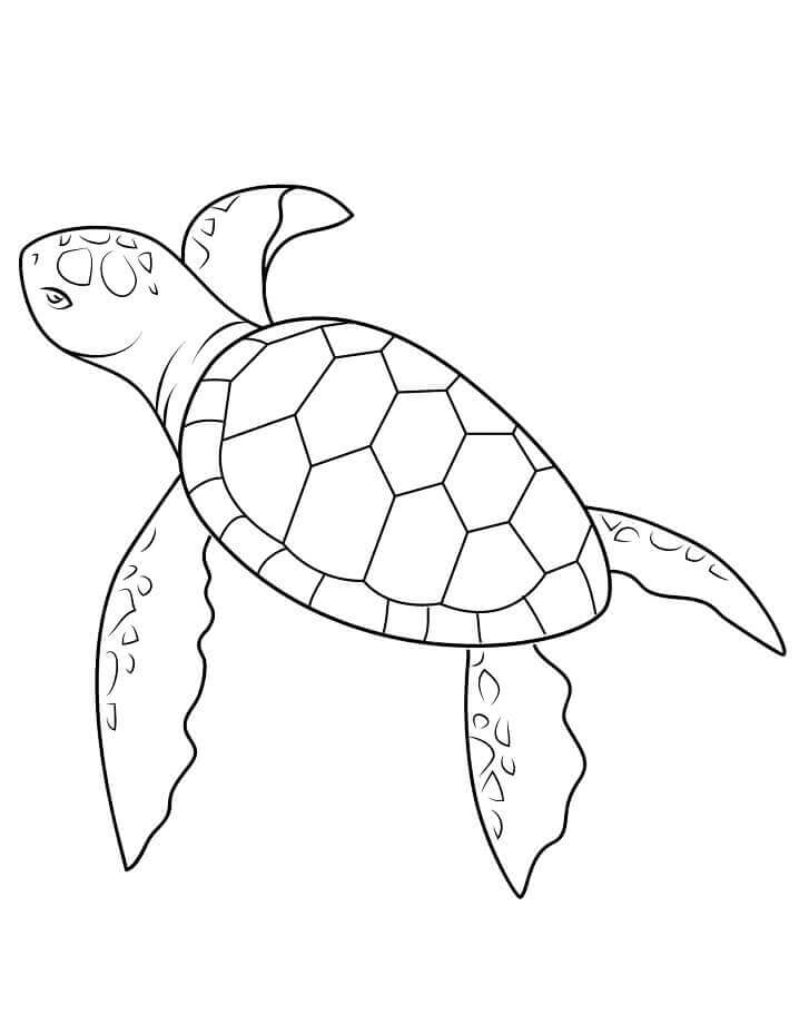 Dibujo de Tortuga Marina Beb para Colorear