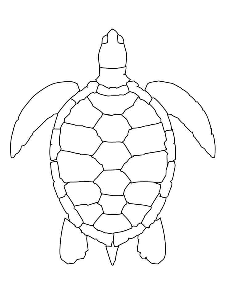 Dibujo de Tortuga Marina Simple para Colorear