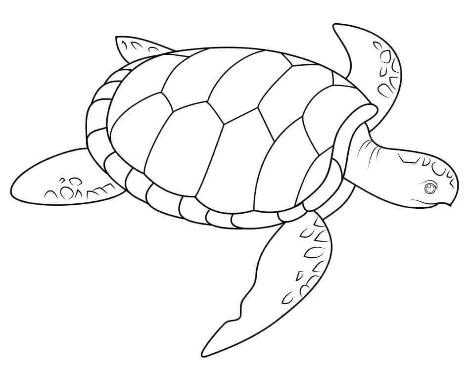 Dibujo de Tortuga Marina para Colorear