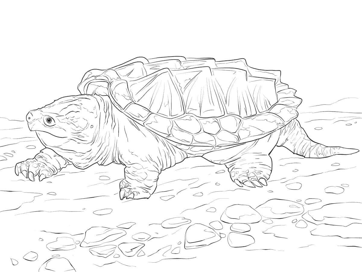 Dibujo de Tortuga Mordedora de Cocodrilo para Colorear