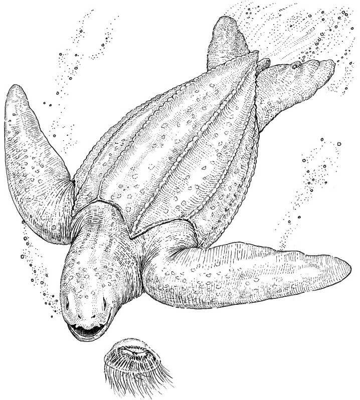 Dibujo de Tortuga Normal para Colorear