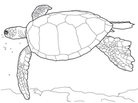Dibujo de Tortuga Verde Hawaiana para Colorear