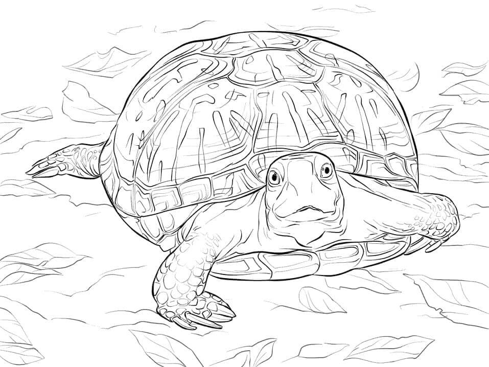 Dibujo de Tortuga de Caja Adornada para Colorear