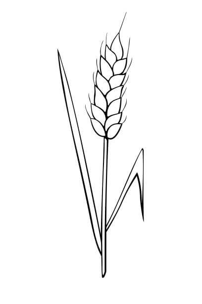 Dibujo de Buen Trigo para Colorear