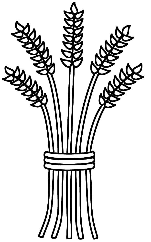 Dibujo de Cinco Trigos para Colorear