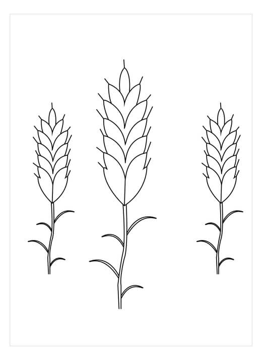 Dibujo de Tres Plantas de Trigo para Colorear