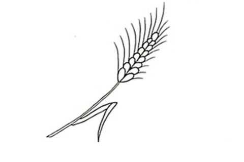 Dibujo de Trigo Agradable para Colorear