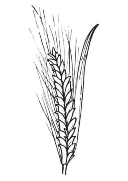 Dibujo de Trigo Normal para Colorear