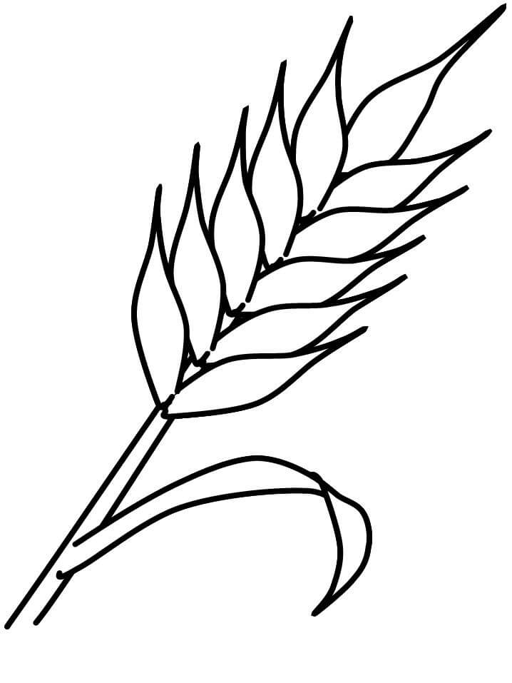 Dibujo de Trigo Sencillo para Colorear