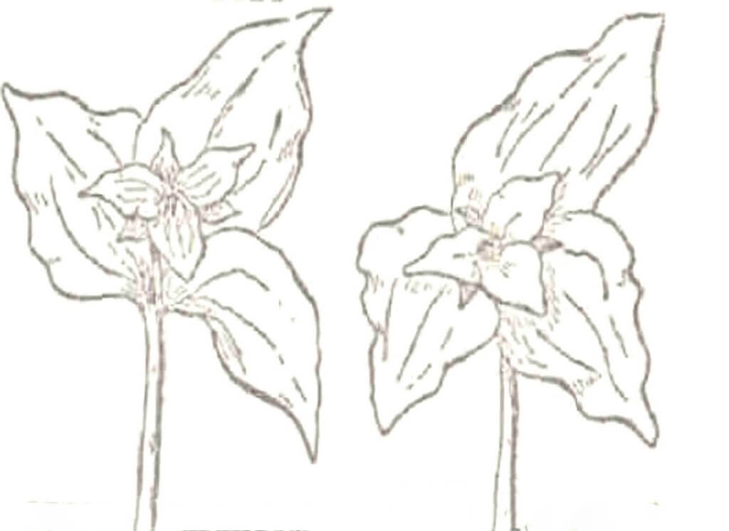 Dibujo de Dos Trillium para Colorear