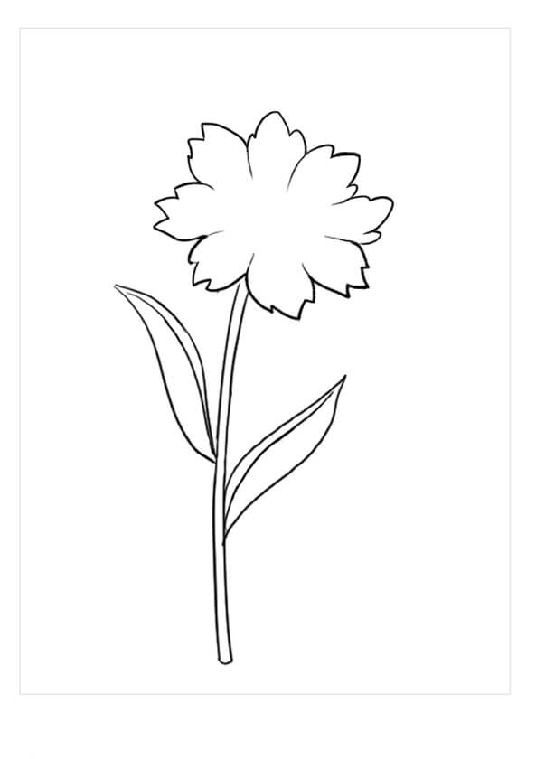 Dibujo de Gran Trillium para Colorear