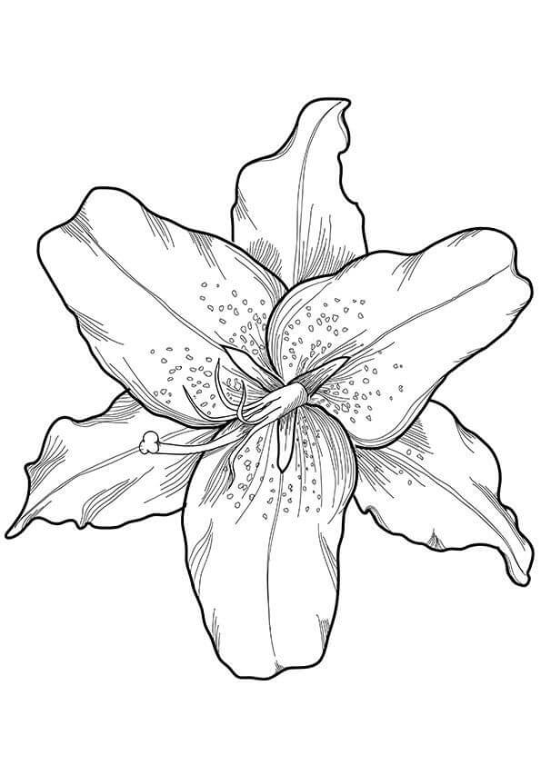 Dibujo de Simples Trillium para Colorear