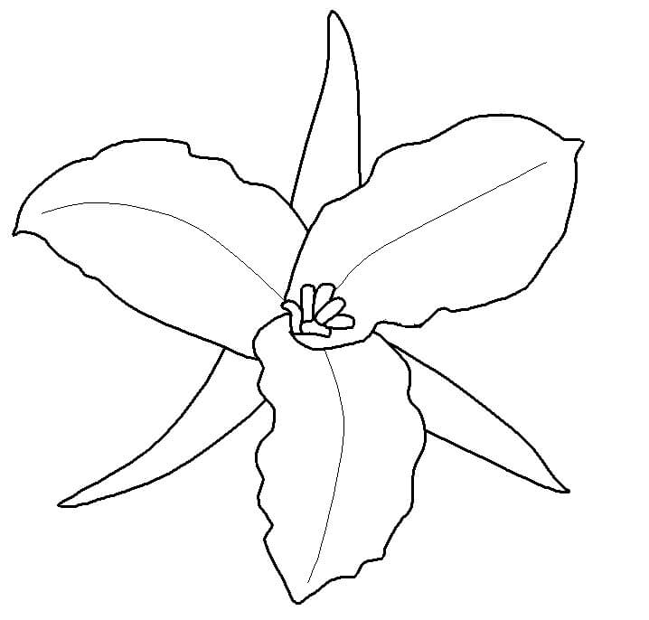 Dibujo de Trillium Blanco con Etiquetas para Colorear
