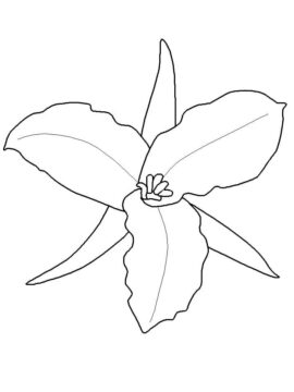 Dibujo de Trillium Grandiflorum para Colorear