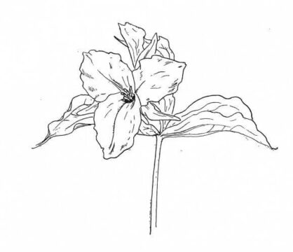Dibujo de Trillium Impresionante para Colorear
