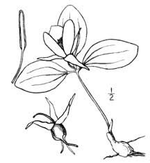 Dibujo de Trillium Nivale para Colorear