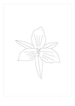 Dibujo de Trillium Normal para Colorear