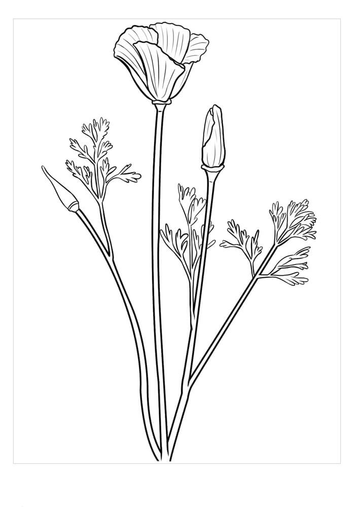 Dibujo de Trillium Perfecto para Colorear