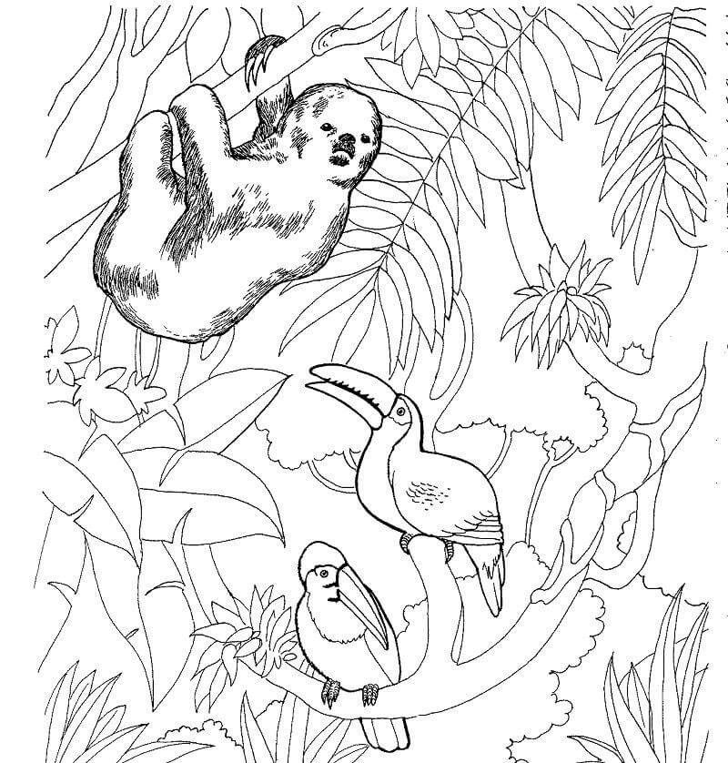 Dibujo de Perezosos y Tucanes para Colorear