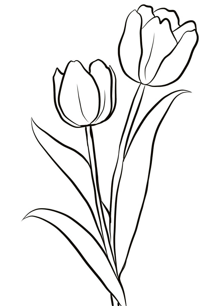 Dibujo de Dos Tulipanes para Colorear