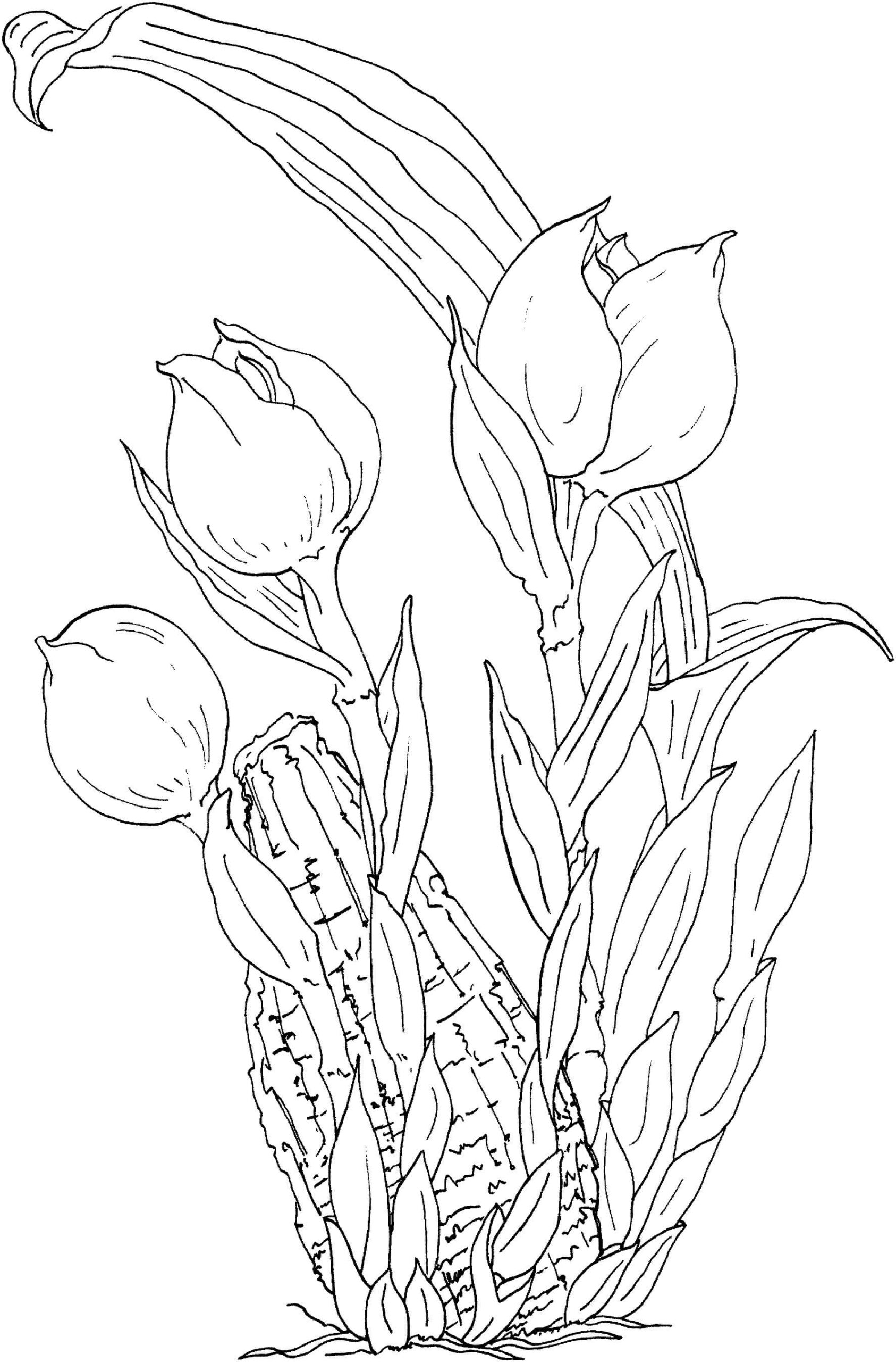 Dibujo de Grandes Tulipanes Scaled para Colorear
