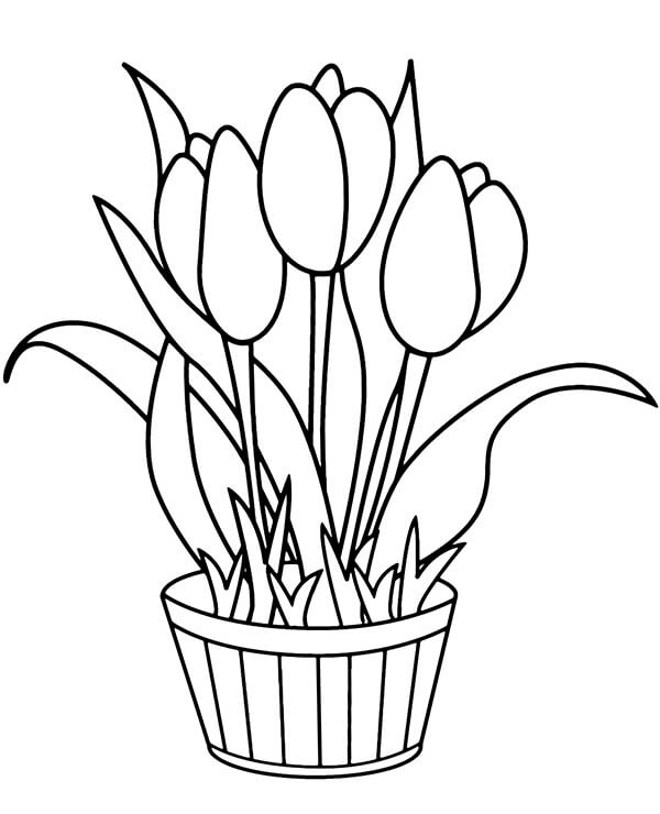 Dibujo de Maceta con Tulipanes para Colorear