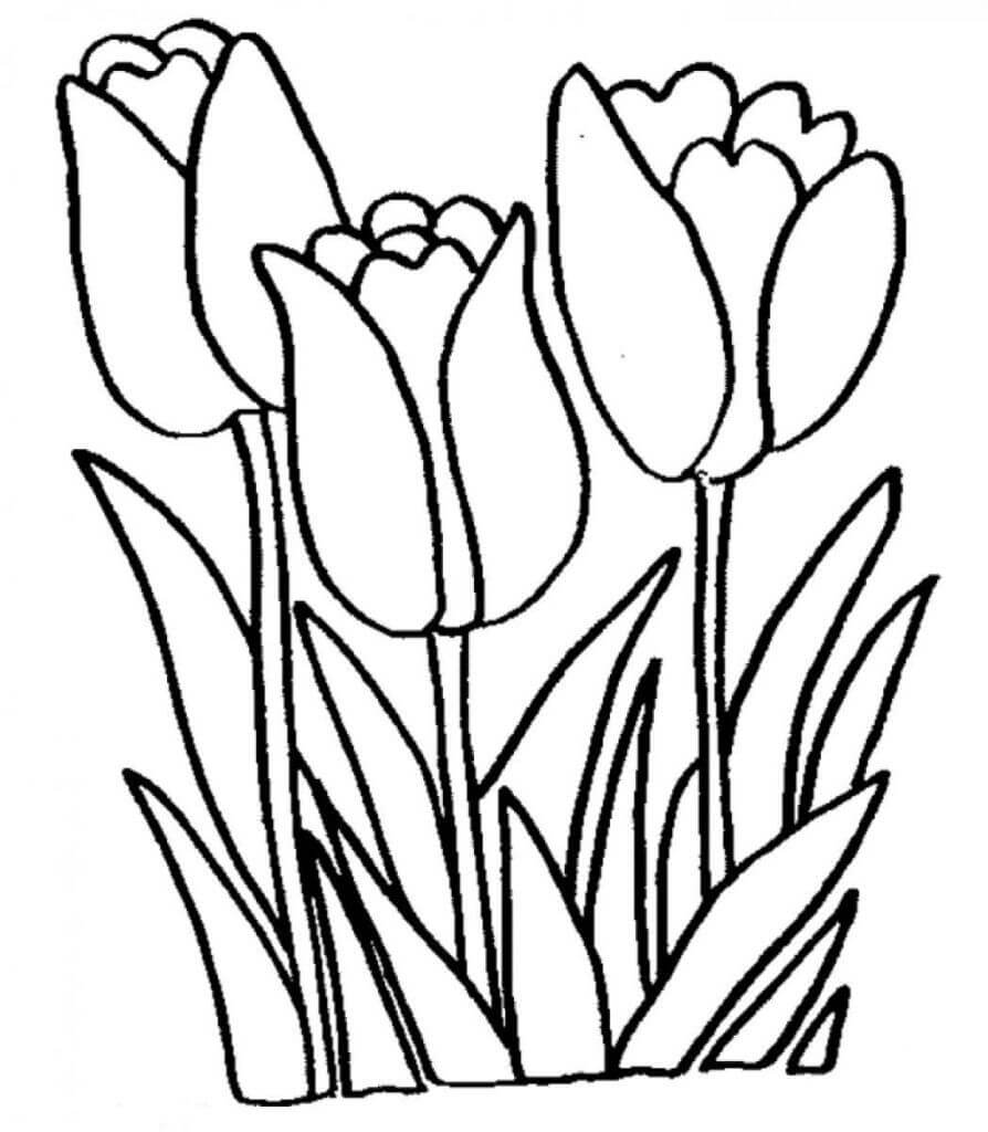 Dibujo de Tres Tulipanes para Colorear