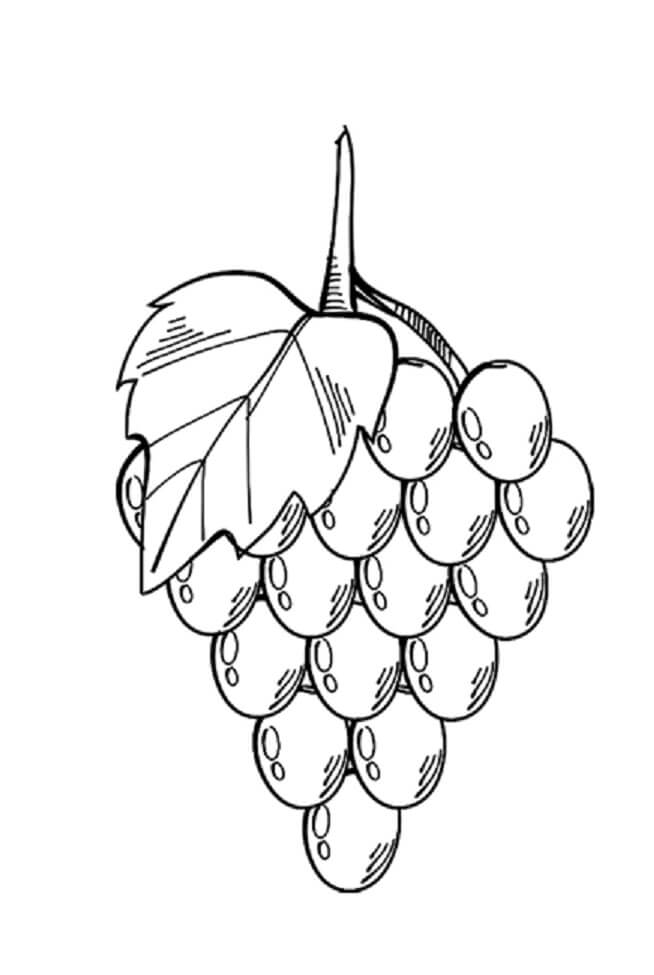 Dibujo de Uvas Gratis para Colorear