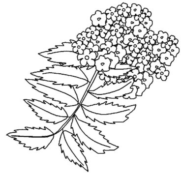 Dibujo de Uvas Oregon para Colorear