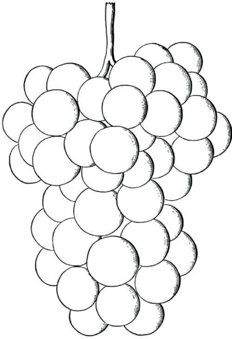 Dibujo de Dibujar Uvas a Mano para Colorear