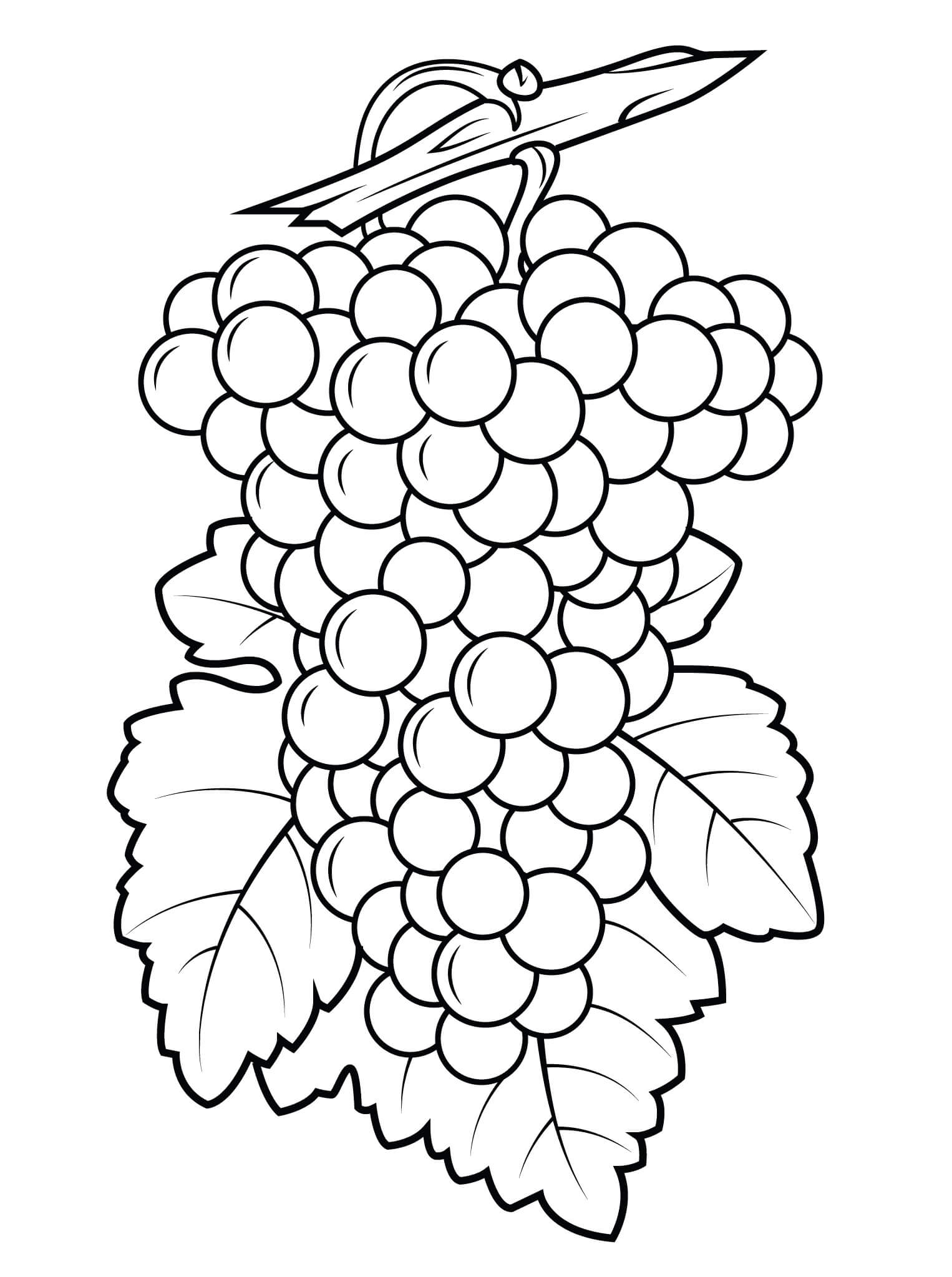 Dibujo de Hermosas Uvas para Colorear