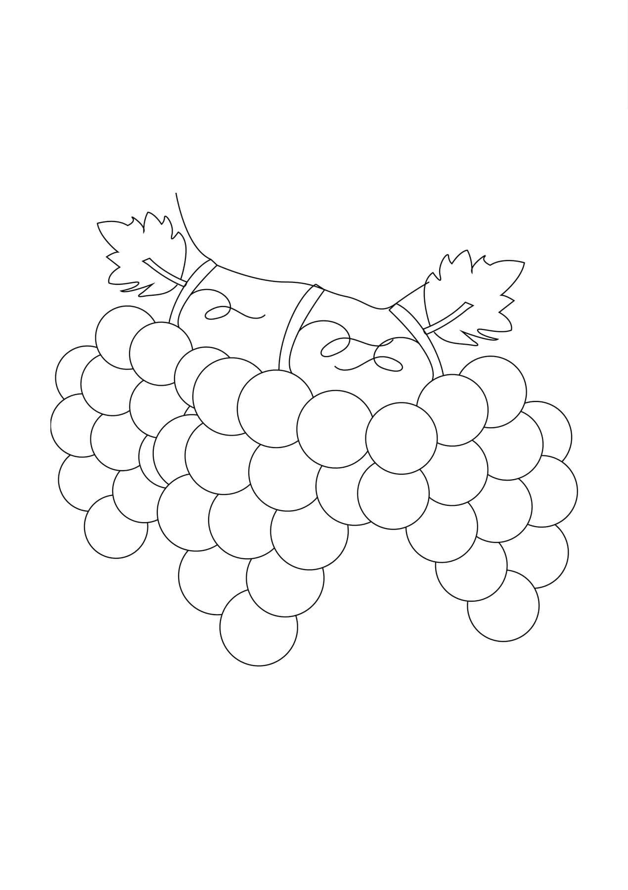 Dibujo de Rama de Uvas para Colorear