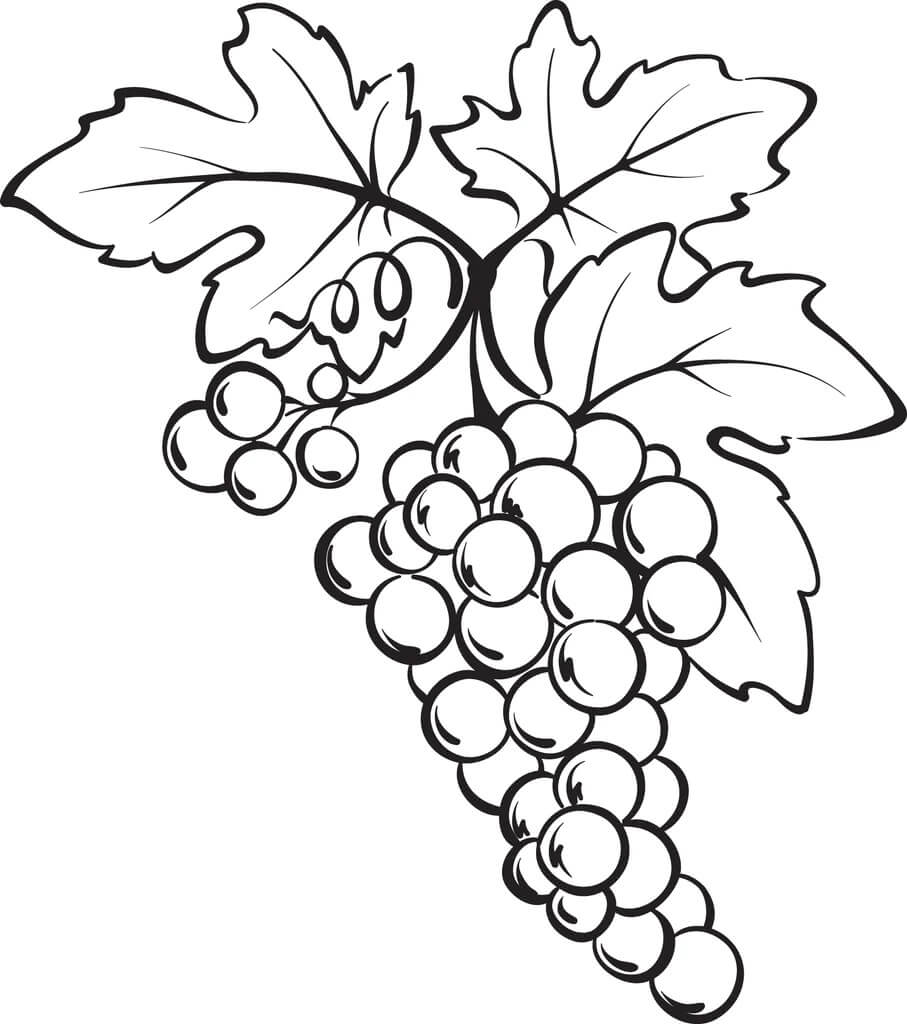 Dibujo de Un Racimo de Uvas para Colorear