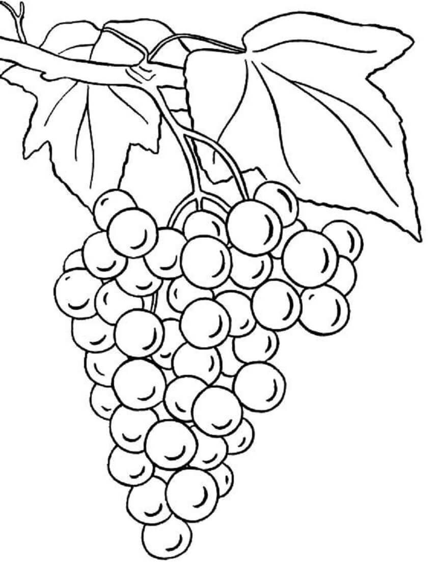 Dibujo de Uvas con Hojas para Colorear