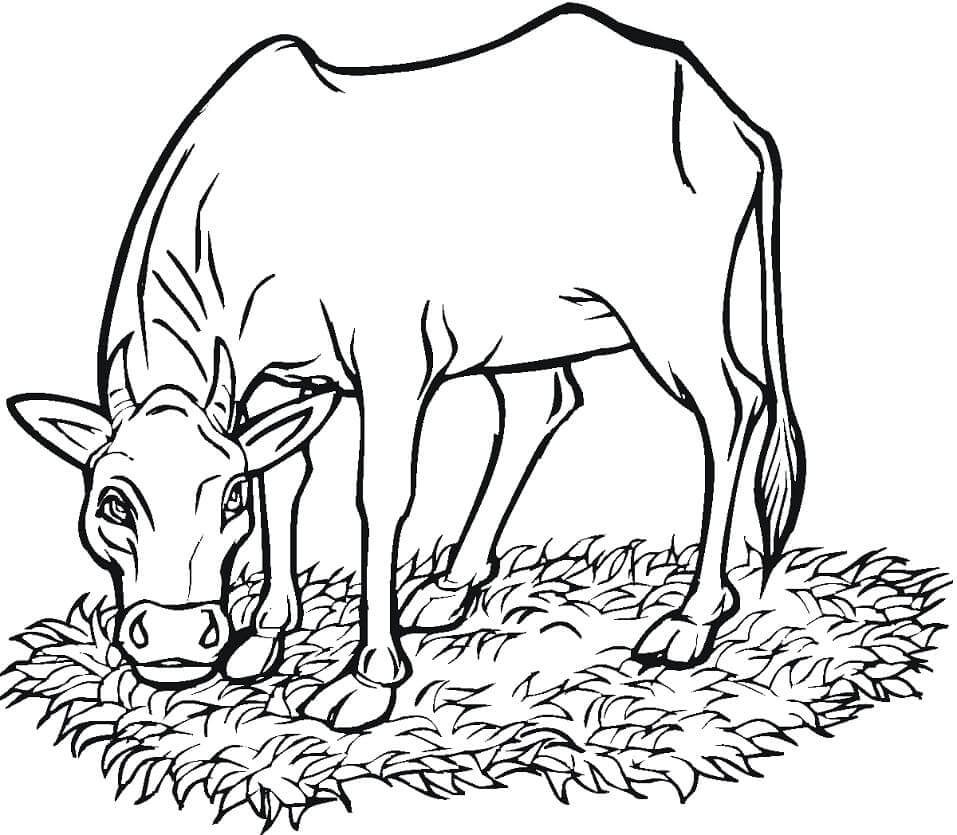 Dibujo de Vaca Comiendo Hierba para Colorear