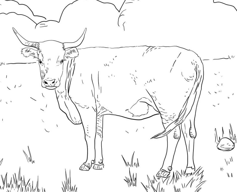 Dibujo de Vaca Hereford con Cuernos para Colorear