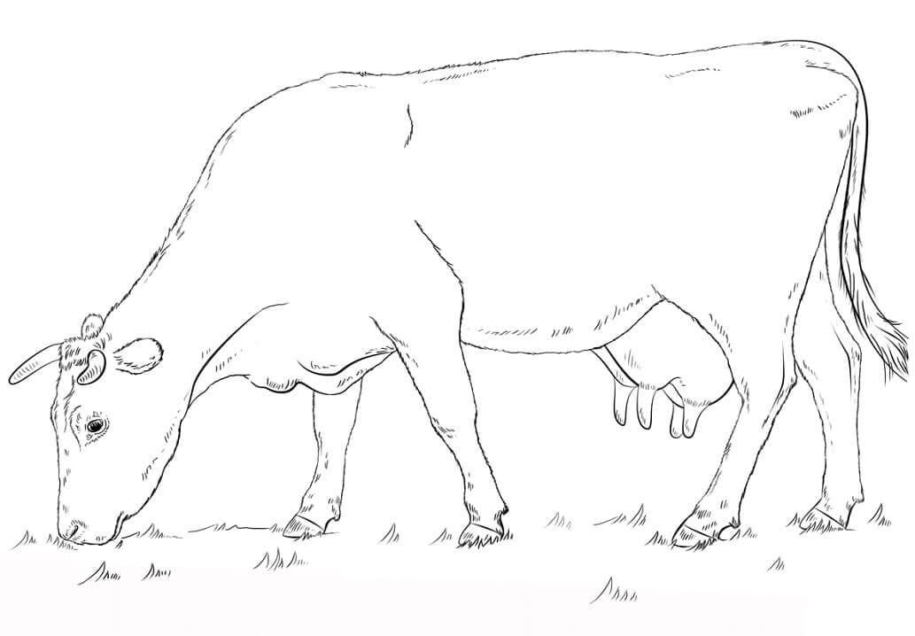 Dibujo de Vaca Pastando para Colorear