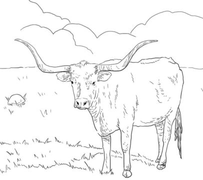 Dibujo de Vaca Texas Longhorn para Colorear