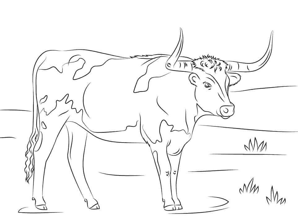 Dibujo de Vaca de Cuernos Largos para Colorear