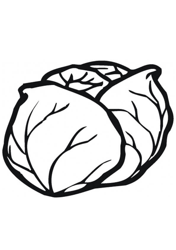 Dibujo de Repollo básico para Colorear