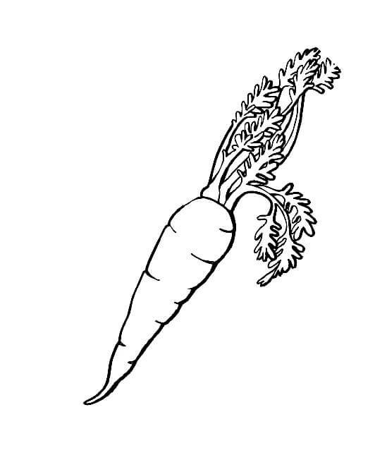 Dibujo de Zanahoria básica para Colorear