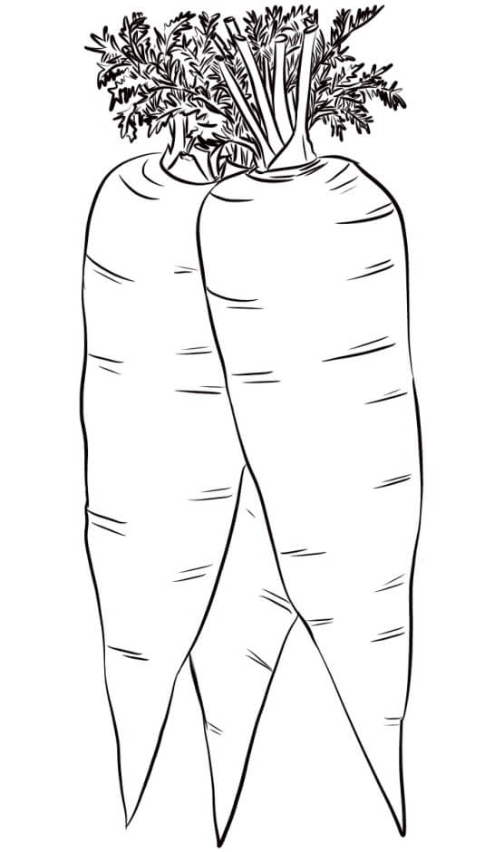 Dibujo de Tres Zanahorias para Colorear