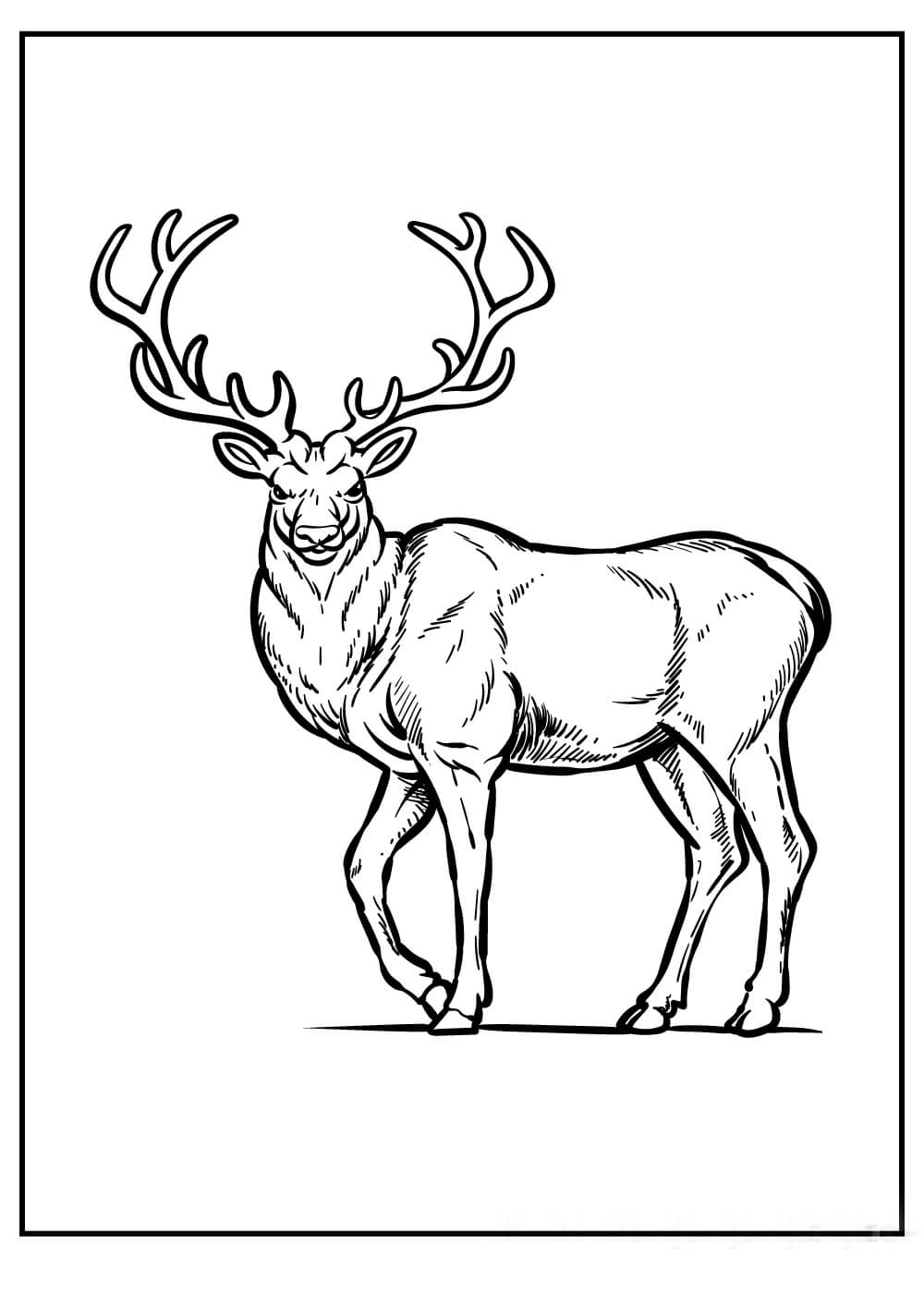 Dibujo de Antilope en el zoológico para Colorear