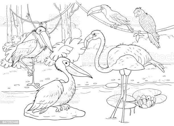 Dibujo de Aves Africanas en el zoológico para Colorear