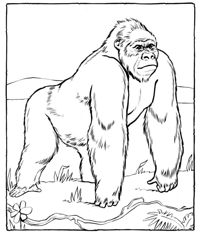 Dibujo de Gorila en el zoológico para Colorear